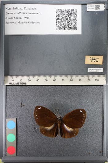 Media type: image;   Entomology 137999